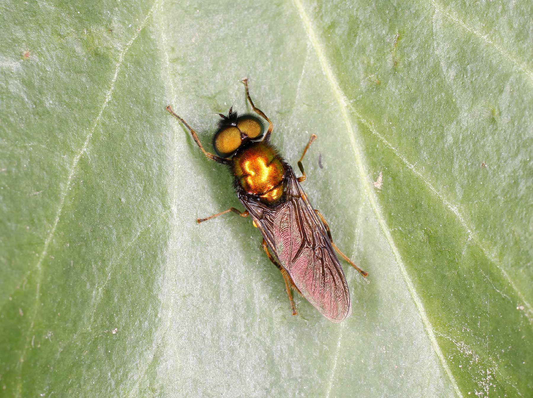 Stratiomydae: Chloromya speciosa?  ♀ + ♂